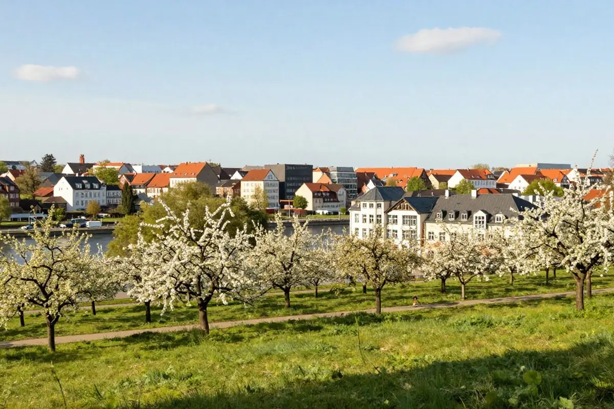 Obstbäume in Blüte über einer Flusslandschaft